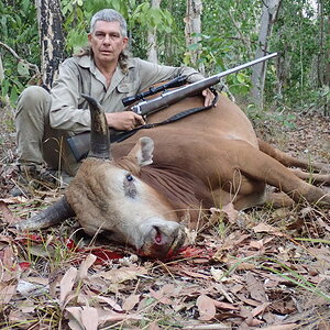 Wild Bull Hunting Australia