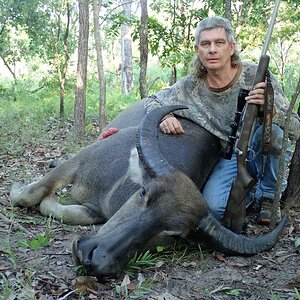 Wild Bull Hunting Australia