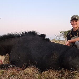 Sable Hunt Eastern Cape South Africa