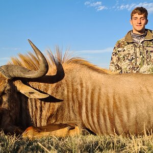 Golden Wildebeest