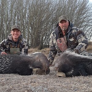 Porcupine Hunt Eastern Cape South Africa