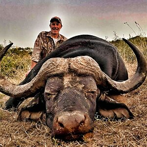 Buffalo Hunt Eastern Cape South Africa