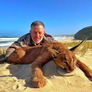 Caracal Hunt Eastern Cape South Africa