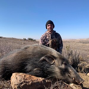 Bushpig Hunt Eastern Cape South Africa