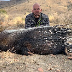 Porcupine Hunt Eastern Cape South Africa