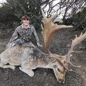 Fallow Deer Hunt Eastern Cape South Africa