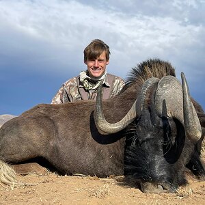 Black Wildebeest Hunt Eastern Cape South Africa