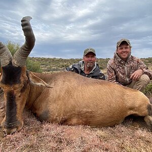 Red Hartebeest Hunt Eastern Cape South Africa