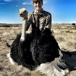 Ostrich Hunt Eastern Cape South Africa