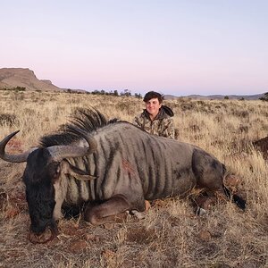 Blue Wildebeest Hunt Eastern Cape South Africa