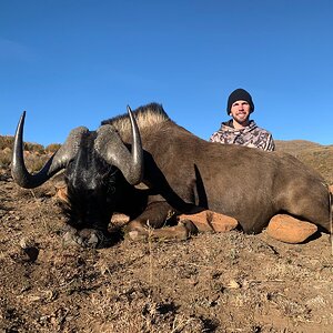 Black Wildebeest Hunt Eastern Cape South Africa