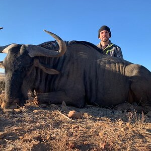 Blue Wildebeest Hunt Eastern Cape South Africa