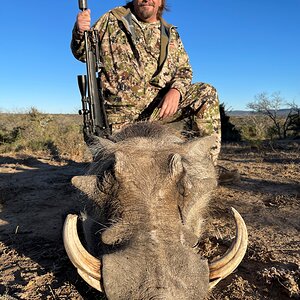 Warthog Hunting South Africa