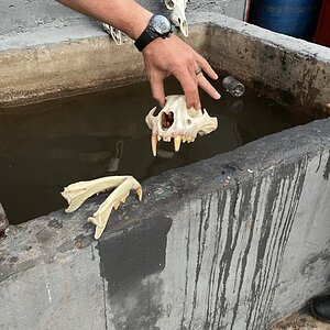 Leopard skull