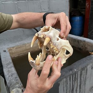 Leopard skull