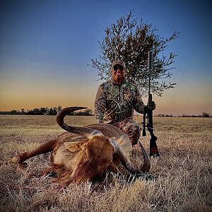 Golden Wildebeest Hunting South Africa