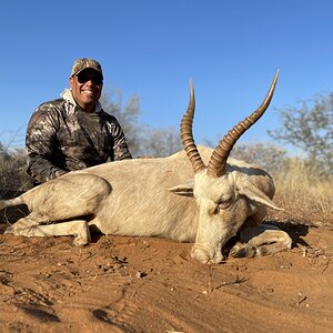 White Blesbok Hunting South Africa