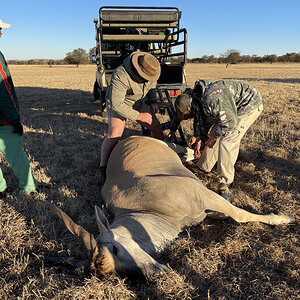 Eland Recovery South Africa