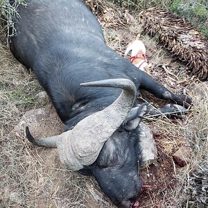 Baffalo Hunt Eastern Cape South Africa