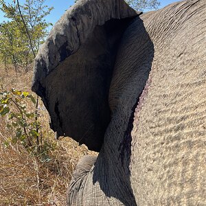 Elephant Omay Zimbabwe