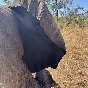 Elephant Omay Zimbabwe