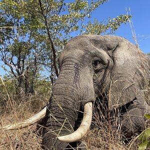 Elephant Omay Zimbabwe