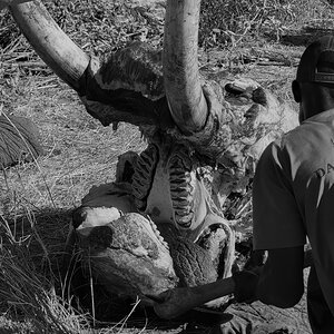 Elephant skull and teeth