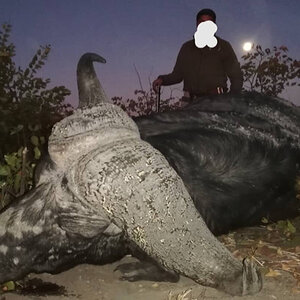 Buffalo Hunting Botswana