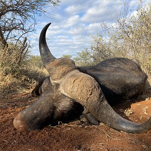 Buffalo Hunting South Africa