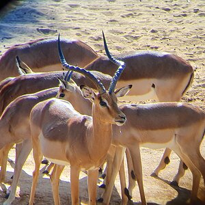 Impala Grazing South Africa