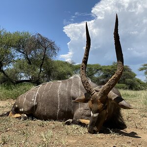 Nyala Hunting South Africa