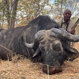 Hunting Buffalo Zimbabwe