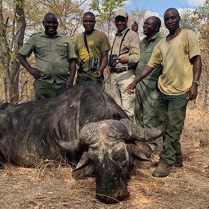 Hunting Buffalo Zimbabwe