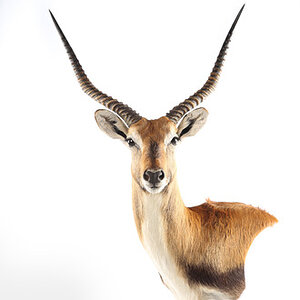 Lechwe Wall Pedestal Mount Taxidermy