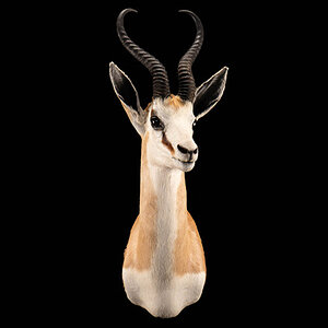 Springbok Shoulder Mount Taxidermy