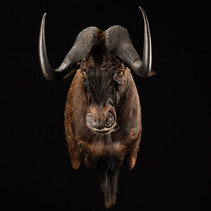 Black Wildebeest Shoulder Mount Taxidermy