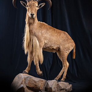 Aoudad Full Mount Taxidermy