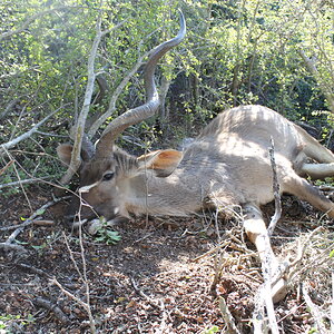 Kudu Hunting Eastern Cape South Africa