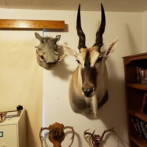 Warthog & Eland Shoulder Mount Taxidermy