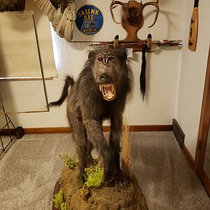 Baboon Full Mount Taxidermy