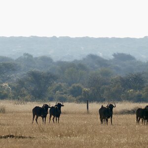 Black Wildebeest Namibia