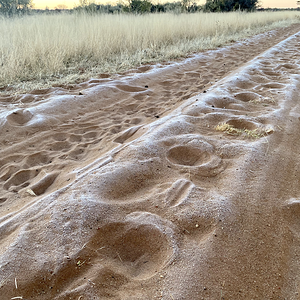 Zebra Tracks