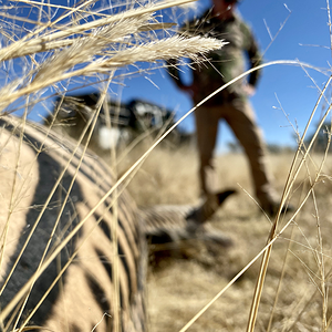 Zebra Hunting Namibia