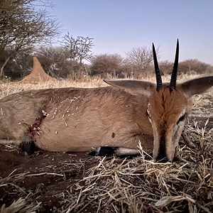 Duiker Hunt Namibia