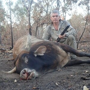 Wild Bull Hunt Australia