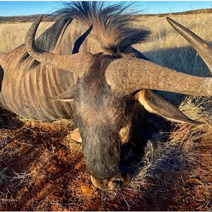 Blue Wildebeest Hunt South Africa