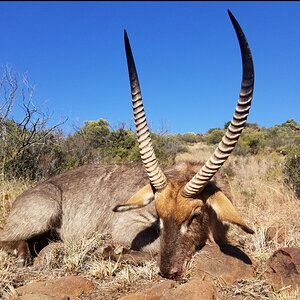 Waterbuck Hunt South Africa