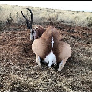 Springbok Hunt South Africa