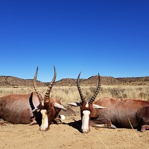 Blesbok Hunt South Africa