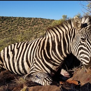 Zebra Hunt South Africa